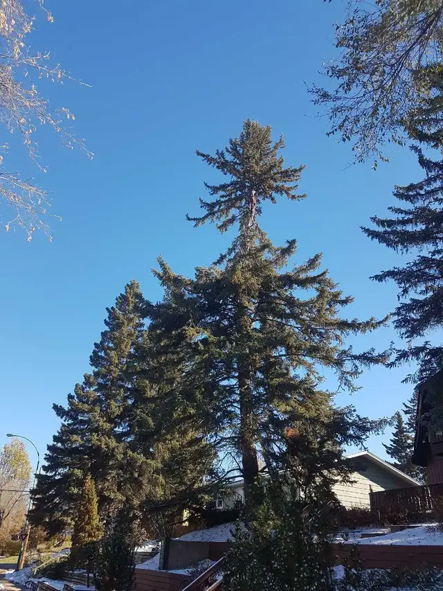 TREE TRIMMING/REMOVAL in Lawn, Tree Maintenance & Eavestrough in Prince Albert - Image 4