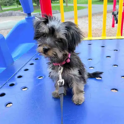 Teacup Yorkie Puppy - Female, View more