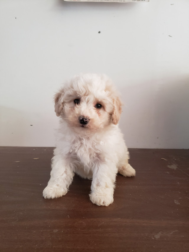 Adorable Bichonpoo Puppies!! in Dogs & Puppies for Rehoming in Mississauga / Peel Region - Image 3