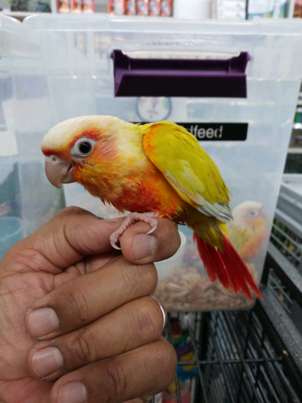 BABY SUN-CHEEKED HAND FEED TAME AVAILABLE AT CENTRAL PET in Birds for Rehoming in City of Toronto - Image 3