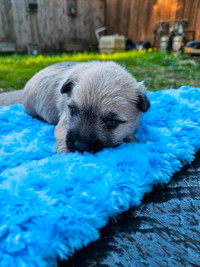 CAIRN TERRIER MALE PUPPY