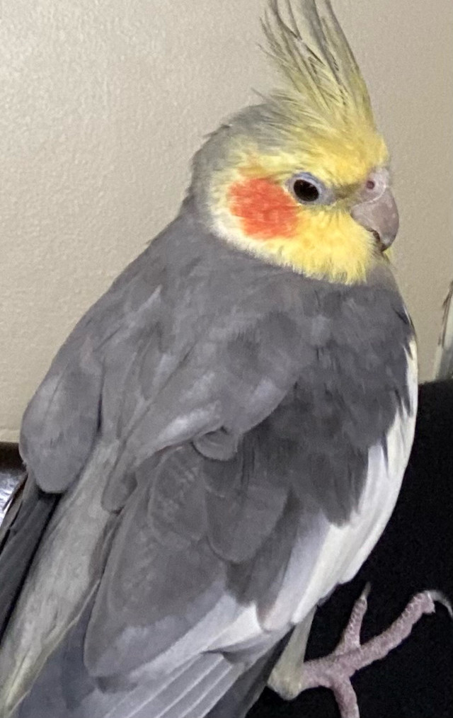 Male Cockatiel dans Oiseaux à adopter  à Longueuil/Rive Sud - Image 3