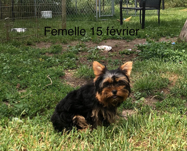 Yorkshire (cherche famille) dans Chiens et chiots à adopter  à Laval/Rive Nord - Image 2