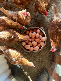 Brown farm fresh eggs 