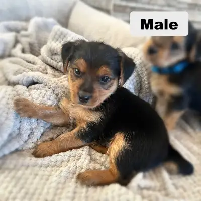 Adorable Yorkie Puppies!!, View more