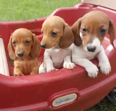 PRÊTS À PARTIR!!  CHIOTS TECKILLONS NAINS, MINIATURE DACHSHUND, View more