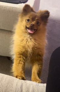 Pomeranian puppy female for sale OBO