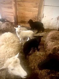 Shetland ewes and ewe lambs