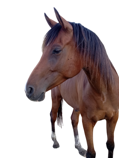 Tall 5yo Bay Arabian gelding -Ready to start under saddle, View more
