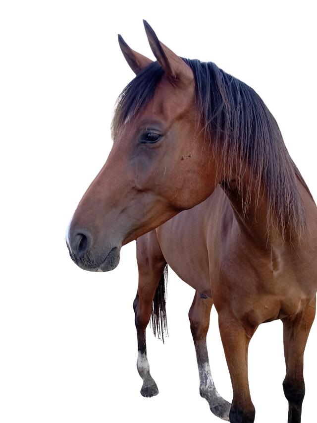 Tall 5yo Bay Arabian gelding -Project horse in Horses & Ponies for Rehoming in Owen Sound - Image 2