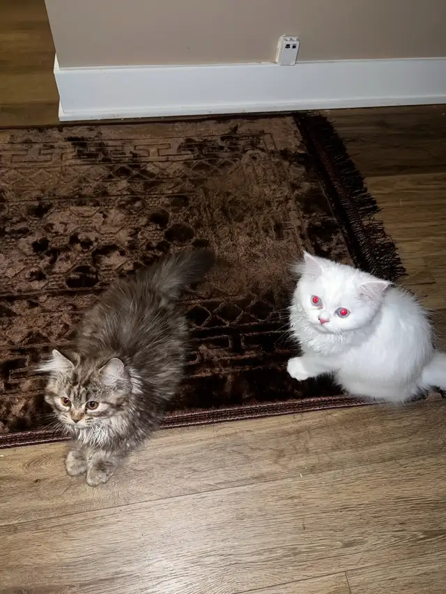 2 female kittens NEGOCIABLE in Cats & Kittens for Rehoming in Laval / North Shore - Image 2