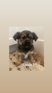 Shorkie 1 pup left! Calgary delivery April 21st 