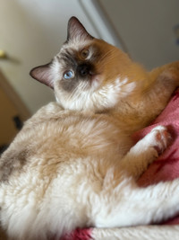 Ragdoll Male - For Rehoming 