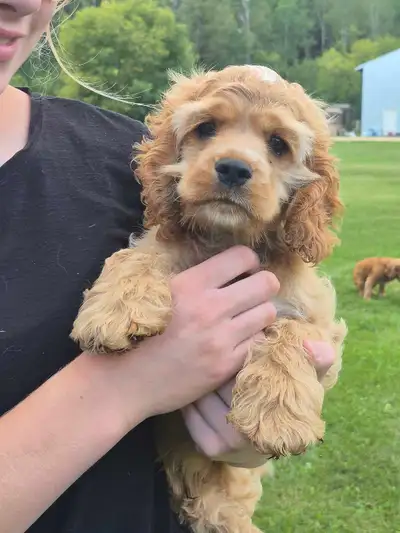 cocker spaniel puppy, View more