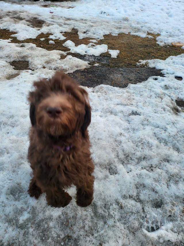 Sheepadoodle for Loving, Energetic home in Dogs & Puppies for Rehoming in Edmonton - Image 3