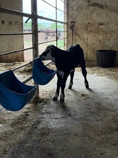 Steers are on milk, starting to eat calf starter. Heifer is still with mom, takes 2 bottles a day fr...