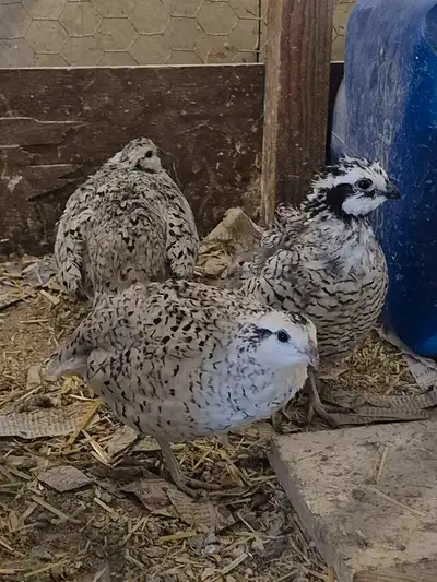 snowflake quail , View more