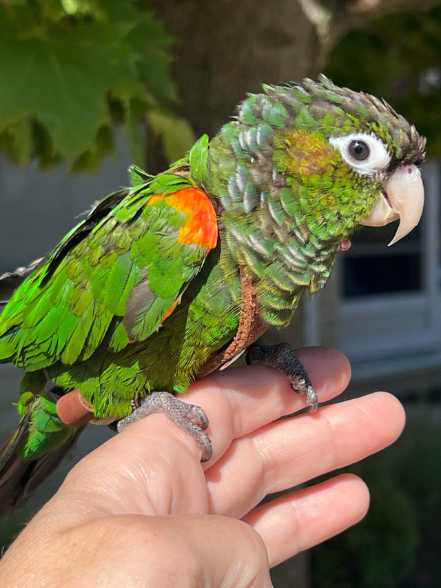 Lost Bird -  Conure Parrot in Lost & Found in London - Image 2