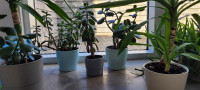Live houseplants variety of sizes & IKEA pots ($15 to $350)
