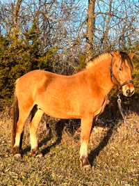 Fjord Gelding Available