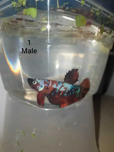 Lots of beautiful and healthy betta fish for sale! Fed a high quality and varied diet including pell...