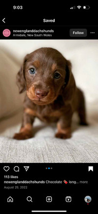 Pure Mini Dachshund Puppies, Long Hair - Chocolate/Cream
