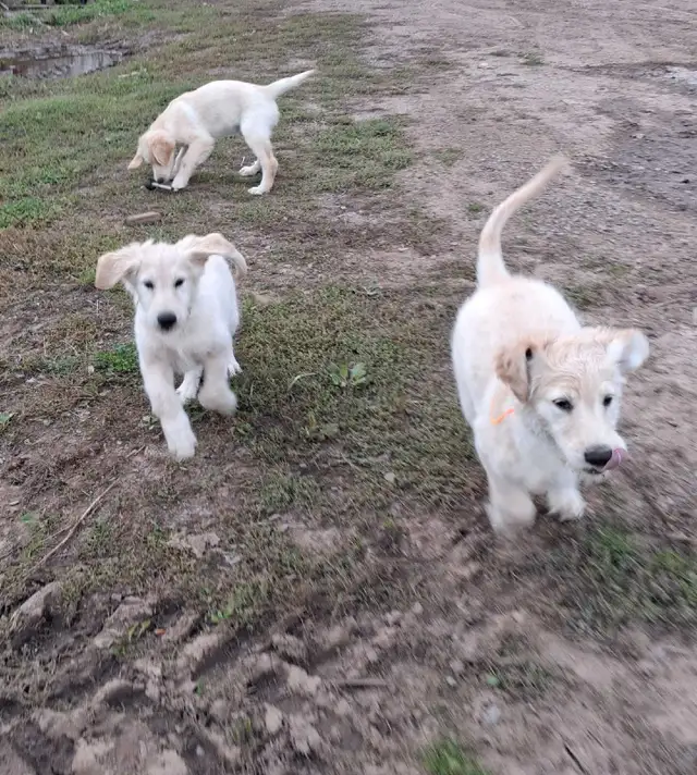 Golden doddle Puppies! ready to go! | Dogs & Puppies for Rehoming ...