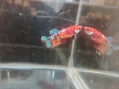 Female Galaxy Koi  bettas, View more