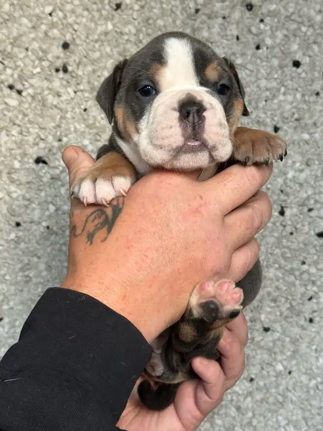 olde English bulldog/ olde bulldog bulldogge in Dogs & Puppies for Rehoming in Delta/Surrey/Langley - Image 9