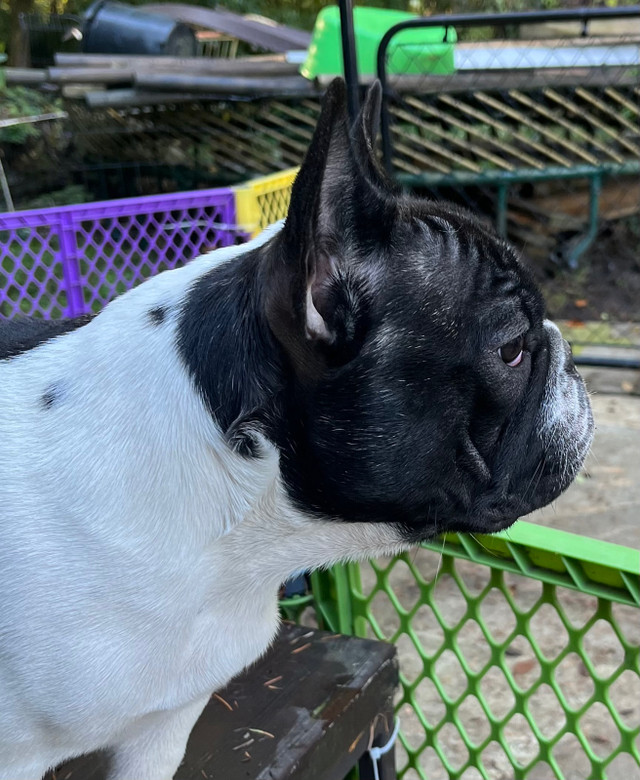 French Bulldog Purebred in Dogs & Puppies for Rehoming in Burnaby/New Westminster