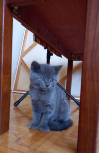 Russian blue & British shorthair kitten