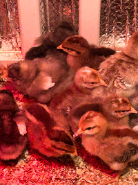 Rouen Ducklings, Jersey giant chicks /female Bielefelder chicks