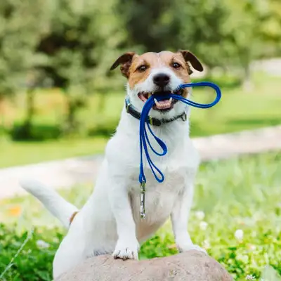 Experienced Dog Walker – 30/60 Min Walks – Etobicoke, View more
