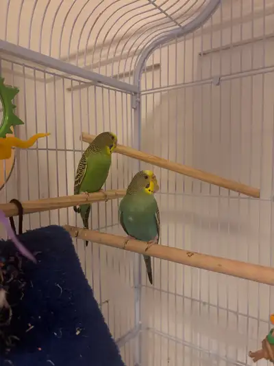 2 budgies with cage, View more