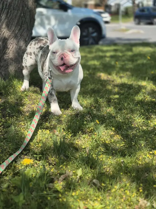 Recherche familles d'accueil pour bouledogues français in Dogs & Puppies for Rehoming in Longueuil / South Shore - Image 9
