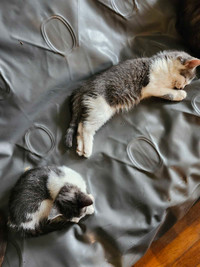 Two cute too cute kitties!