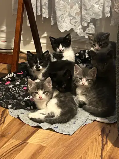 kittens for rehoming, View more
