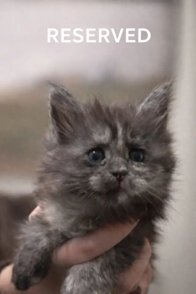 Purebred Maine Coon Kittens Available in Cats & Kittens for Rehoming in Edmonton - Image 5