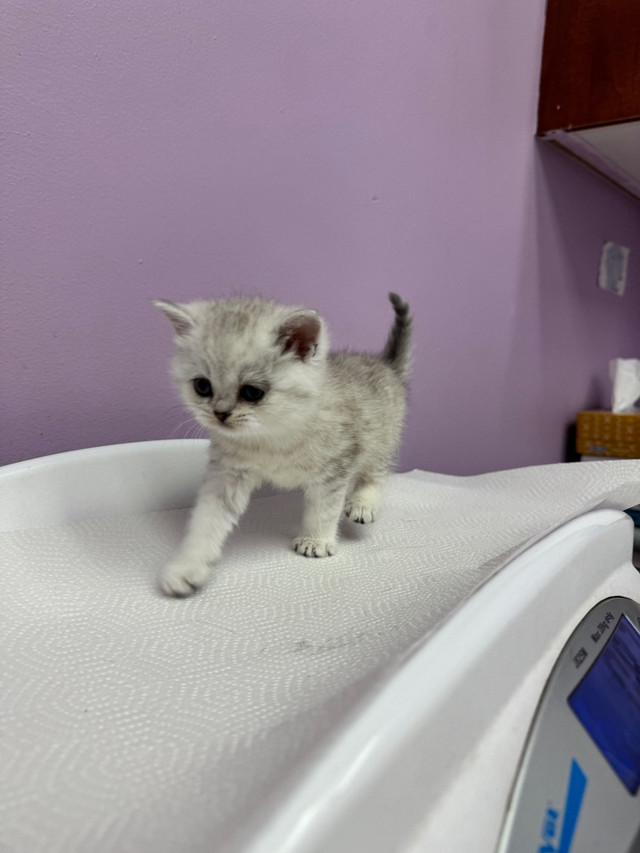 British shorthair kittens in Cats & Kittens for Rehoming in Downtown-West End - Image 2