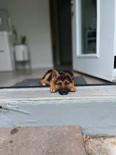 German shepherd puppies, View more