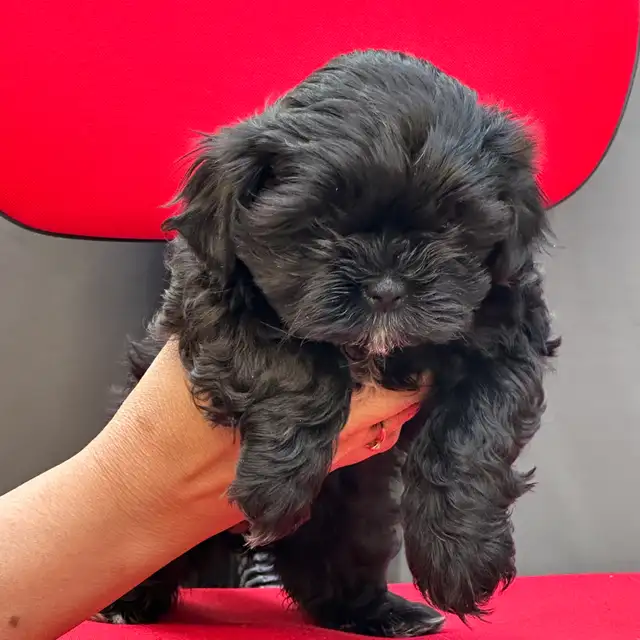 Shih tzu Puppies (Black)  - 5 Females & 2 Males in Dogs & Puppies for Rehoming in Vernon - Image 7