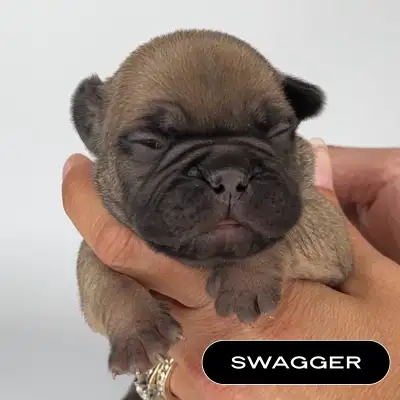 French Bulldog Moto Mutz, View more