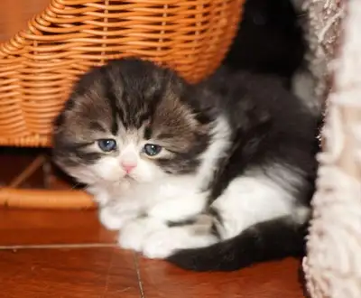 TICA Purebred Scottish Fold kittens from  Breeder, View more