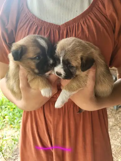 Adorable Puppies, View more