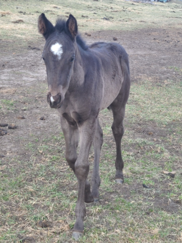 2024 CANADIAN QUARTERHORSE CROSS FILLY in Horses & Ponies for Rehoming in Edmonton