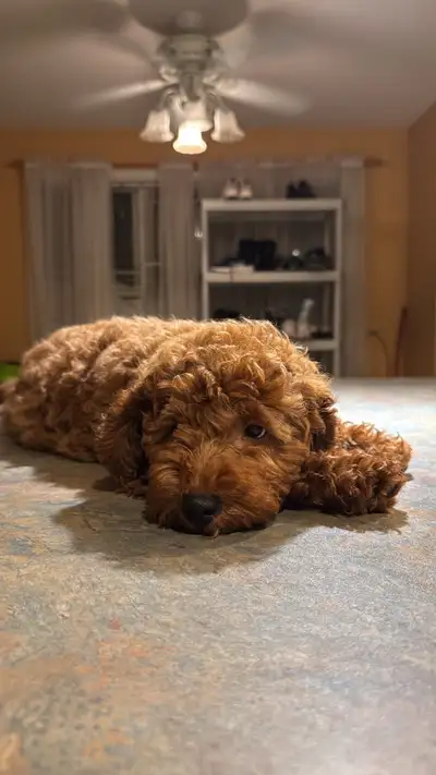 toy poodle puppy, View more