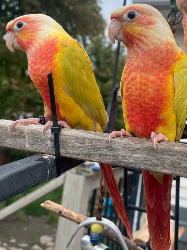 SALE! Suncheek handfed babies in Birds for Rehoming in Ottawa - Image 2