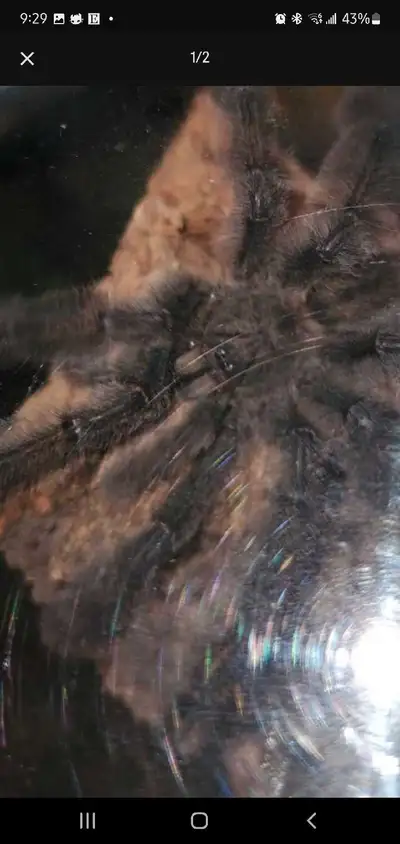 Male psalmopoeus irminia 4 1/2 inches, View more