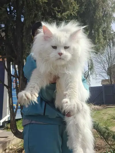 PATMEN- GORGEOUS RED SHELL DS12 MAINE COON male (WCF), View more