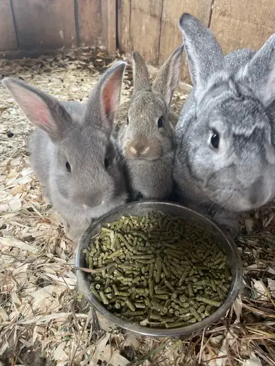 Almost 2 months old Flemish cross holland lop ( white ones spoken for) 2 female and 5 male left supe...